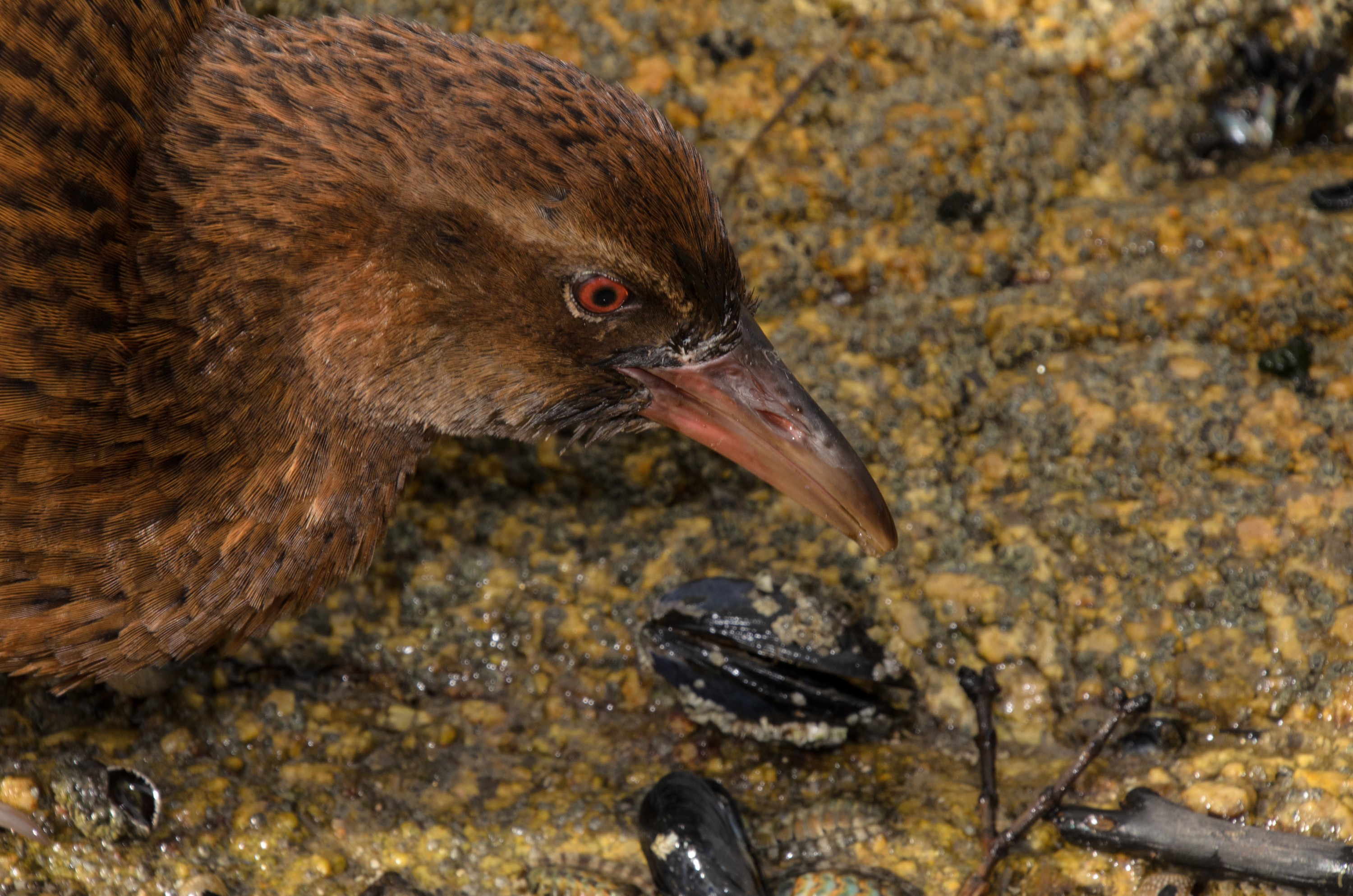DSC_3211 – Adventure, Crispin, Island, March 2017, National Park, New, New Zealand, Rakiura, South, Stewart, Zealand